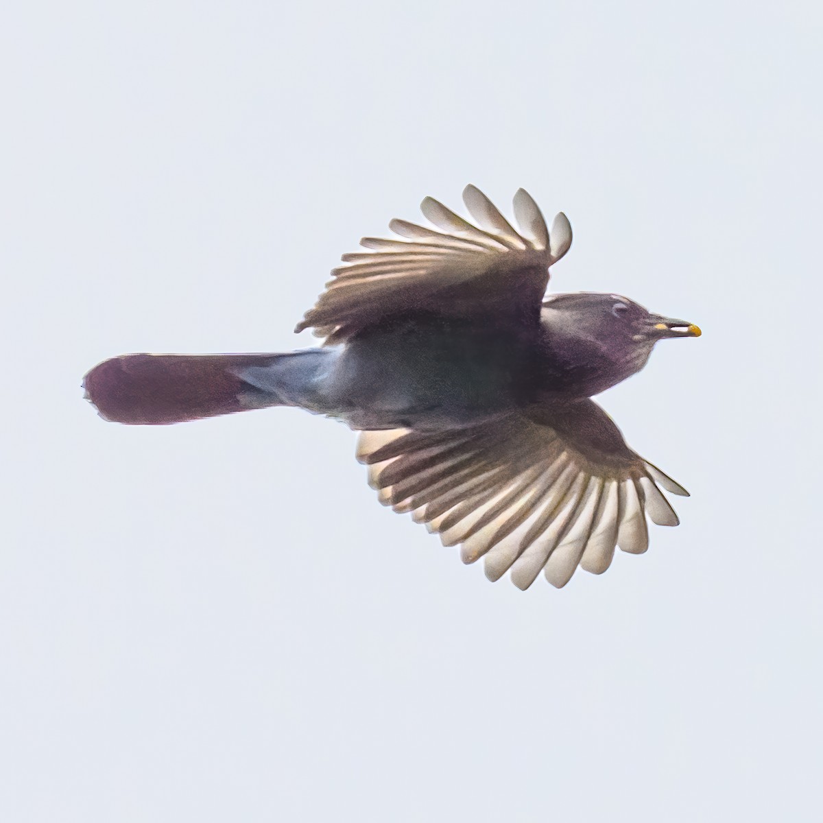 Steller's Jay - ML625275548