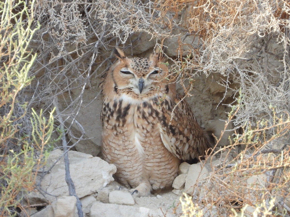 Pharaoh Eagle-Owl - ML625275650