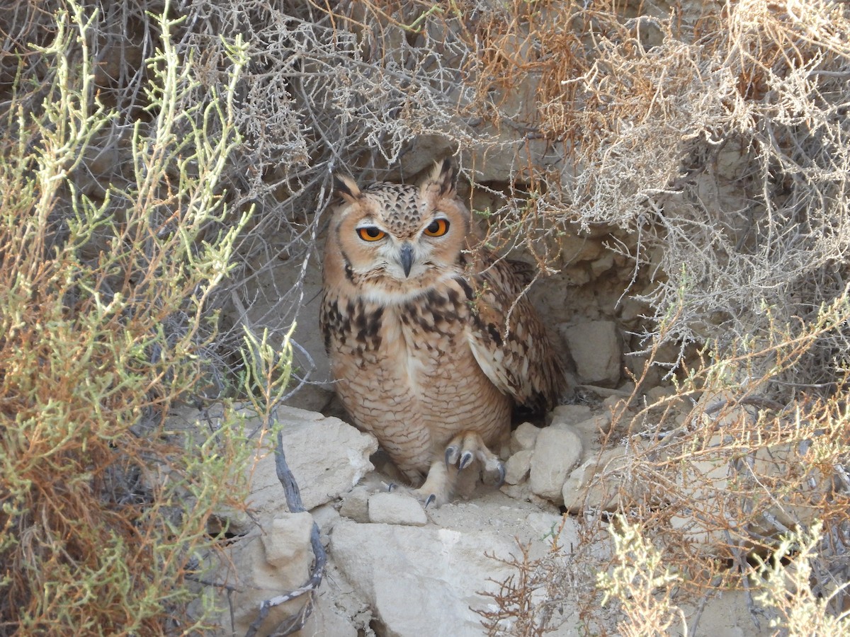 Pharaoh Eagle-Owl - Xander Vissering