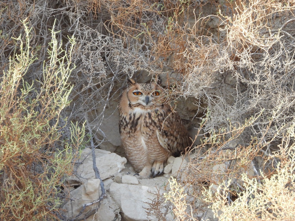 Pharaoh Eagle-Owl - ML625275652