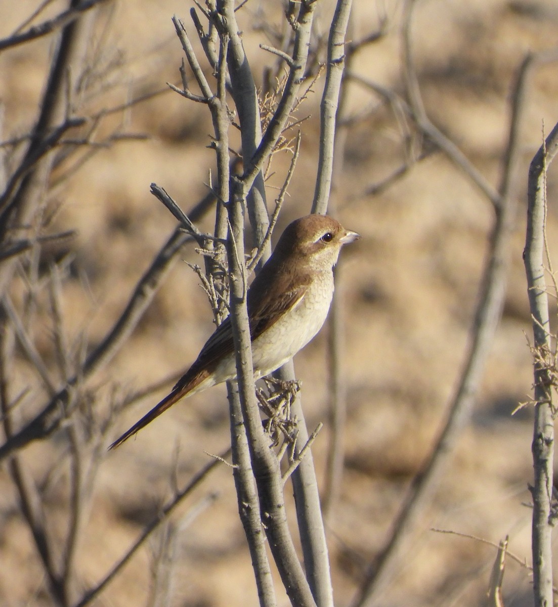 Red-tailed Shrike - ML625275656