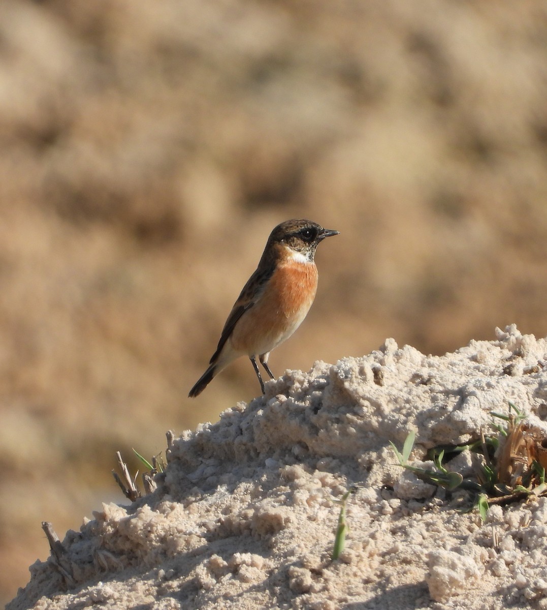 European Stonechat - ML625275683