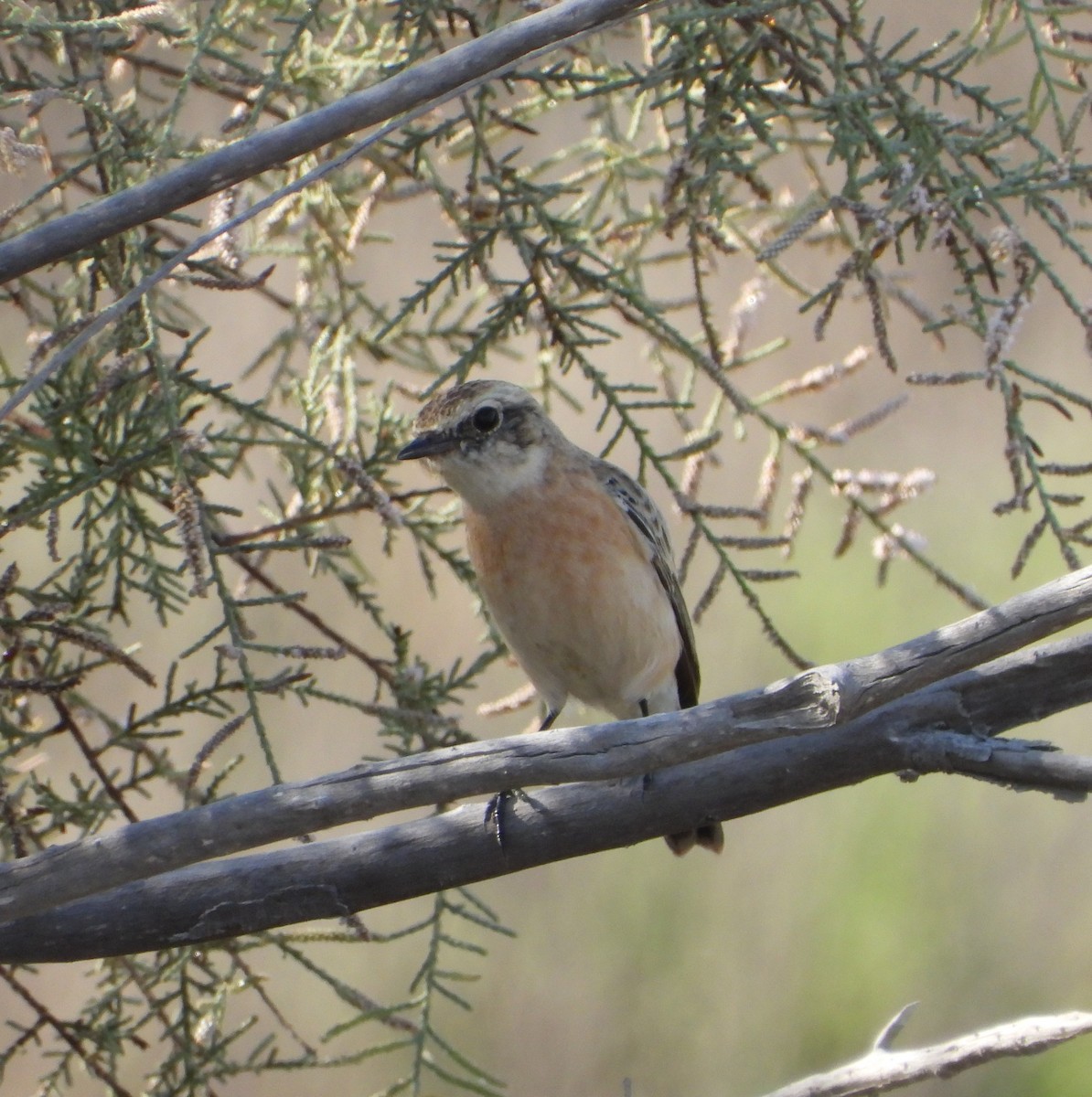 Siberian Stonechat - ML625275685