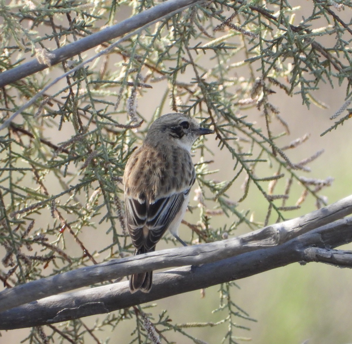 Siberian Stonechat - ML625275686