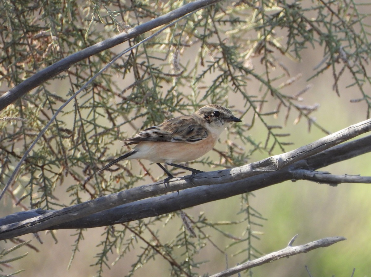 Siberian Stonechat - ML625275687