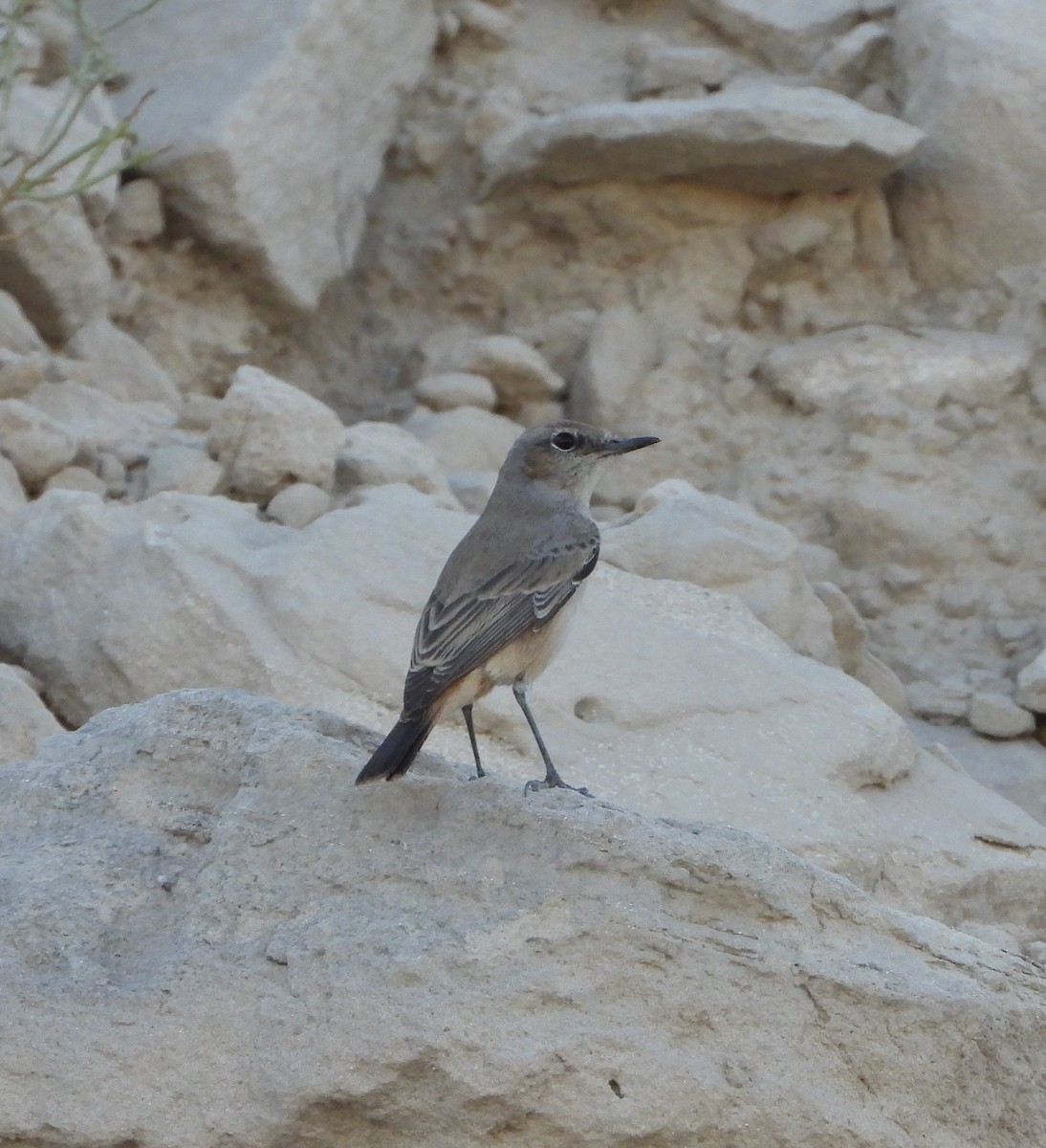 Persian Wheatear - ML625275704