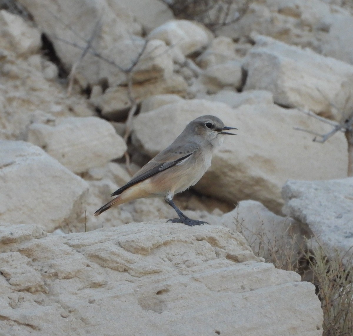 Persian Wheatear - ML625275705