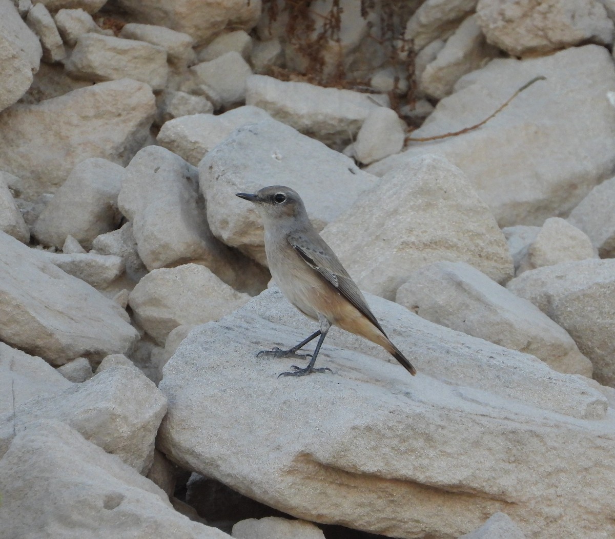 Persian Wheatear - ML625275706