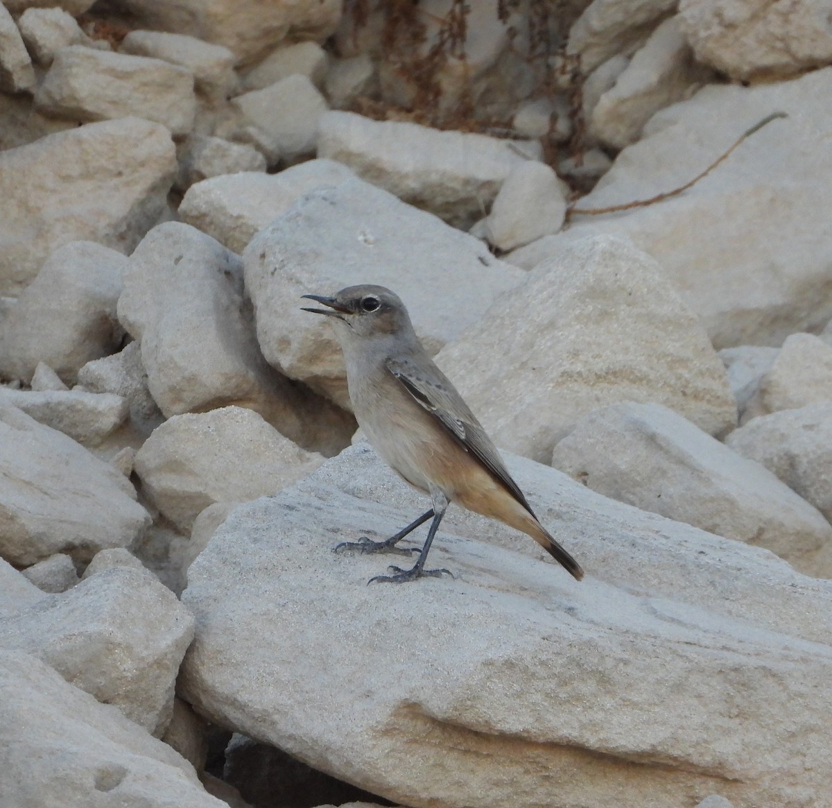 Persian Wheatear - ML625275707