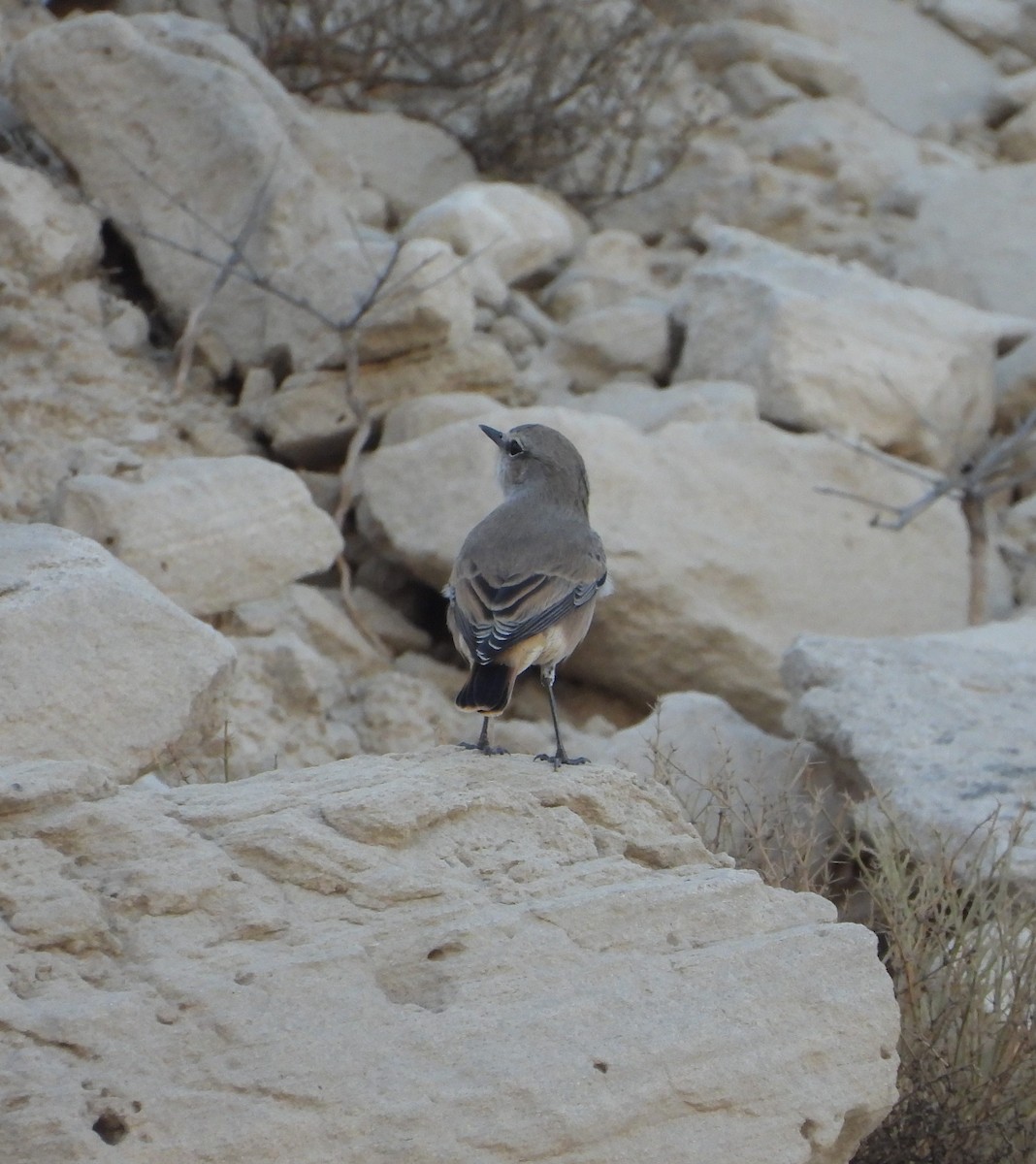 Persian Wheatear - ML625275708