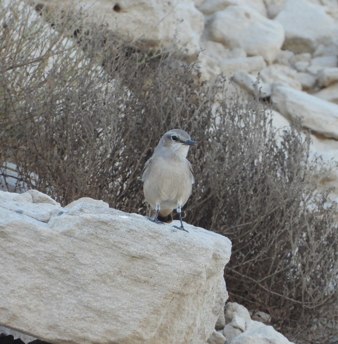 Persian Wheatear - ML625275709