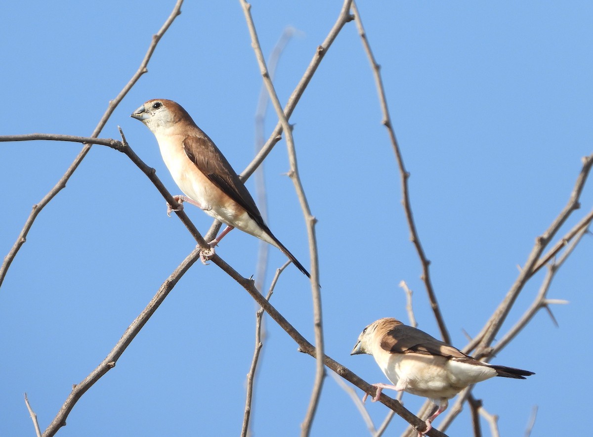 Indian Silverbill - ML625275715