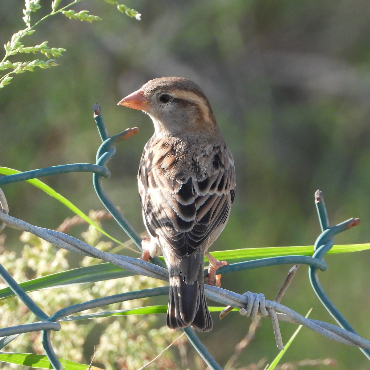 House Sparrow (Indian) - Xander Vissering