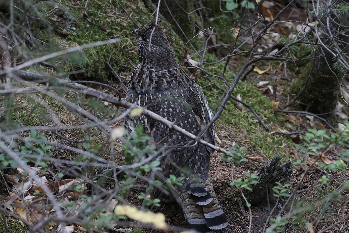 Ruffed Grouse - ML625275936