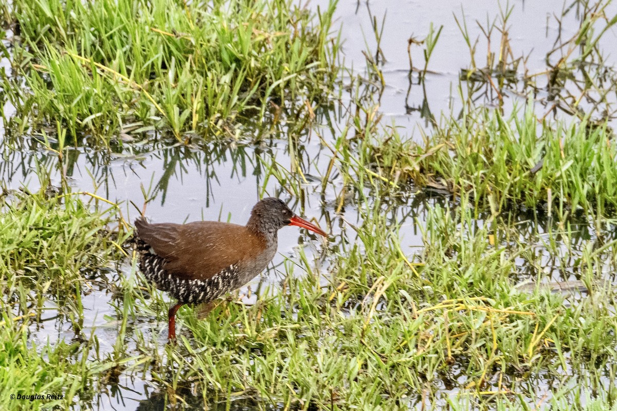 African Rail - ML625275966