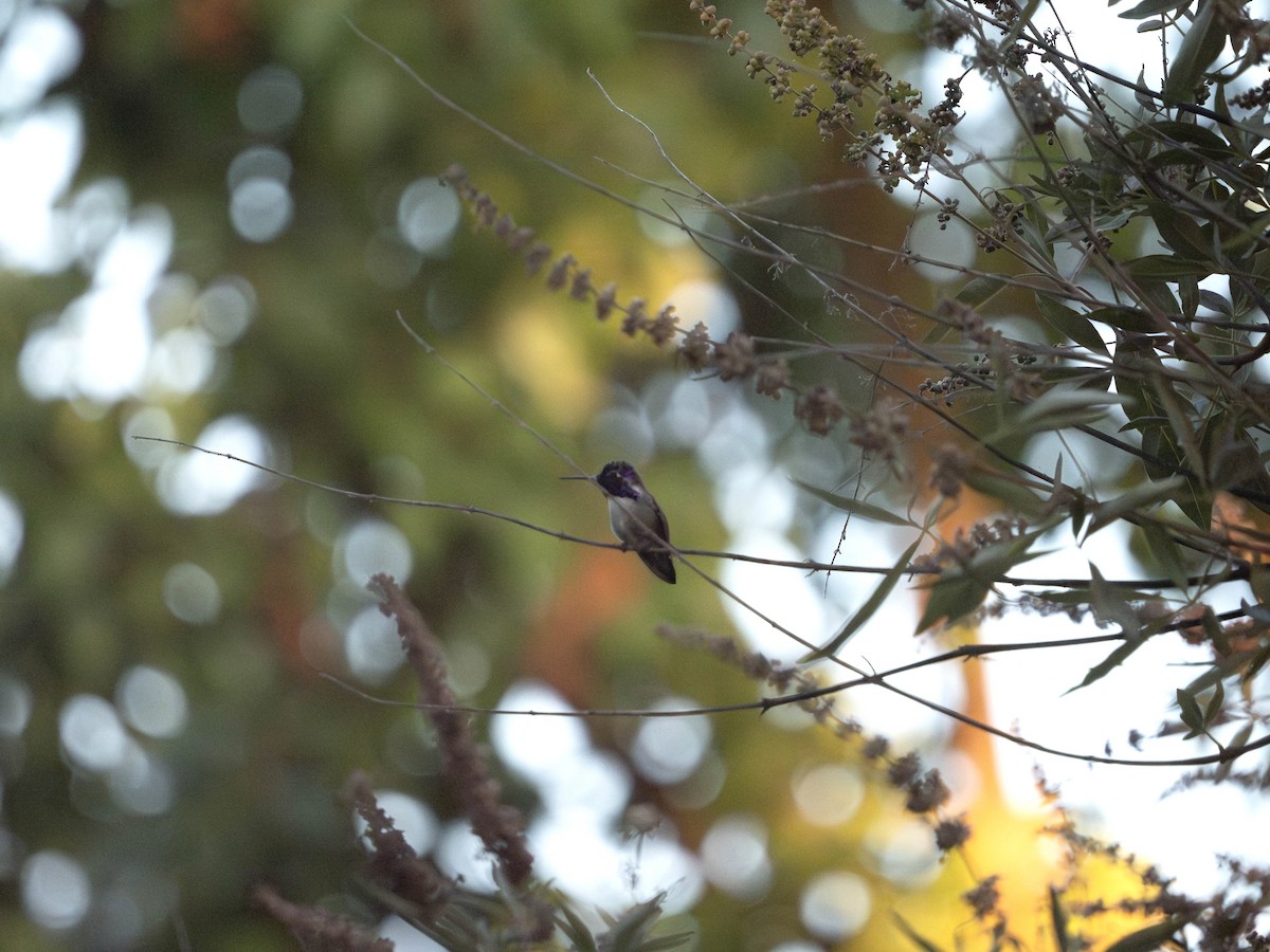Costa's Hummingbird - ML625276000
