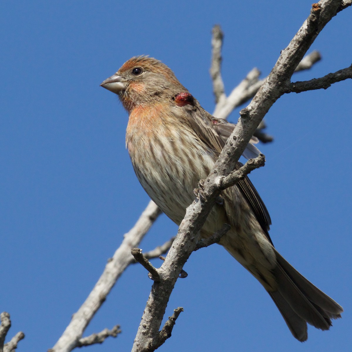 House Finch - ML625276079