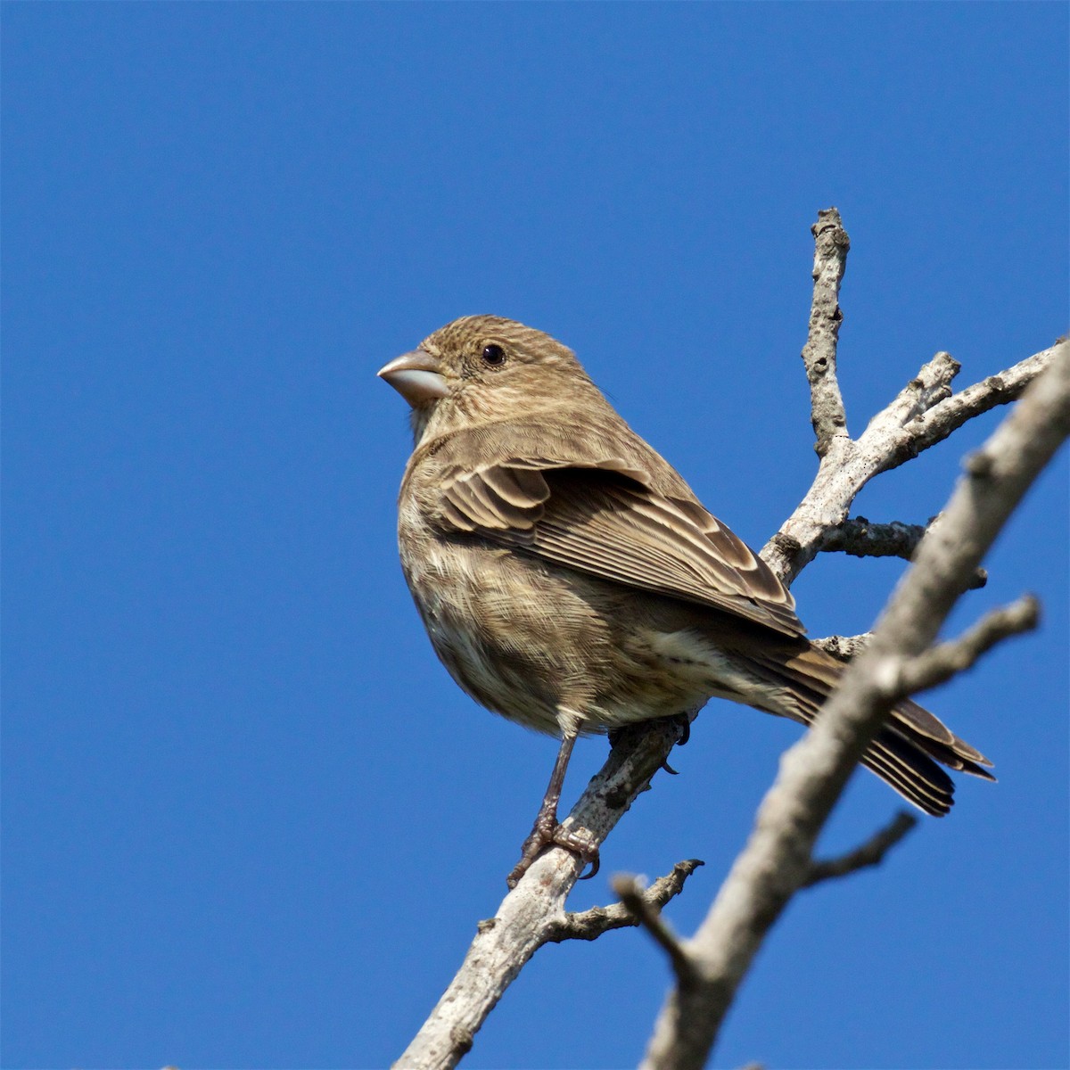 House Finch - ML625276080