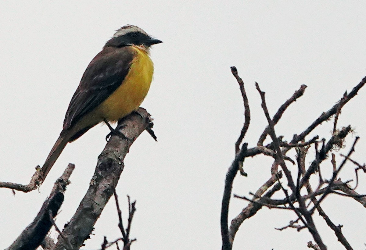 Social Flycatcher - ML625276160