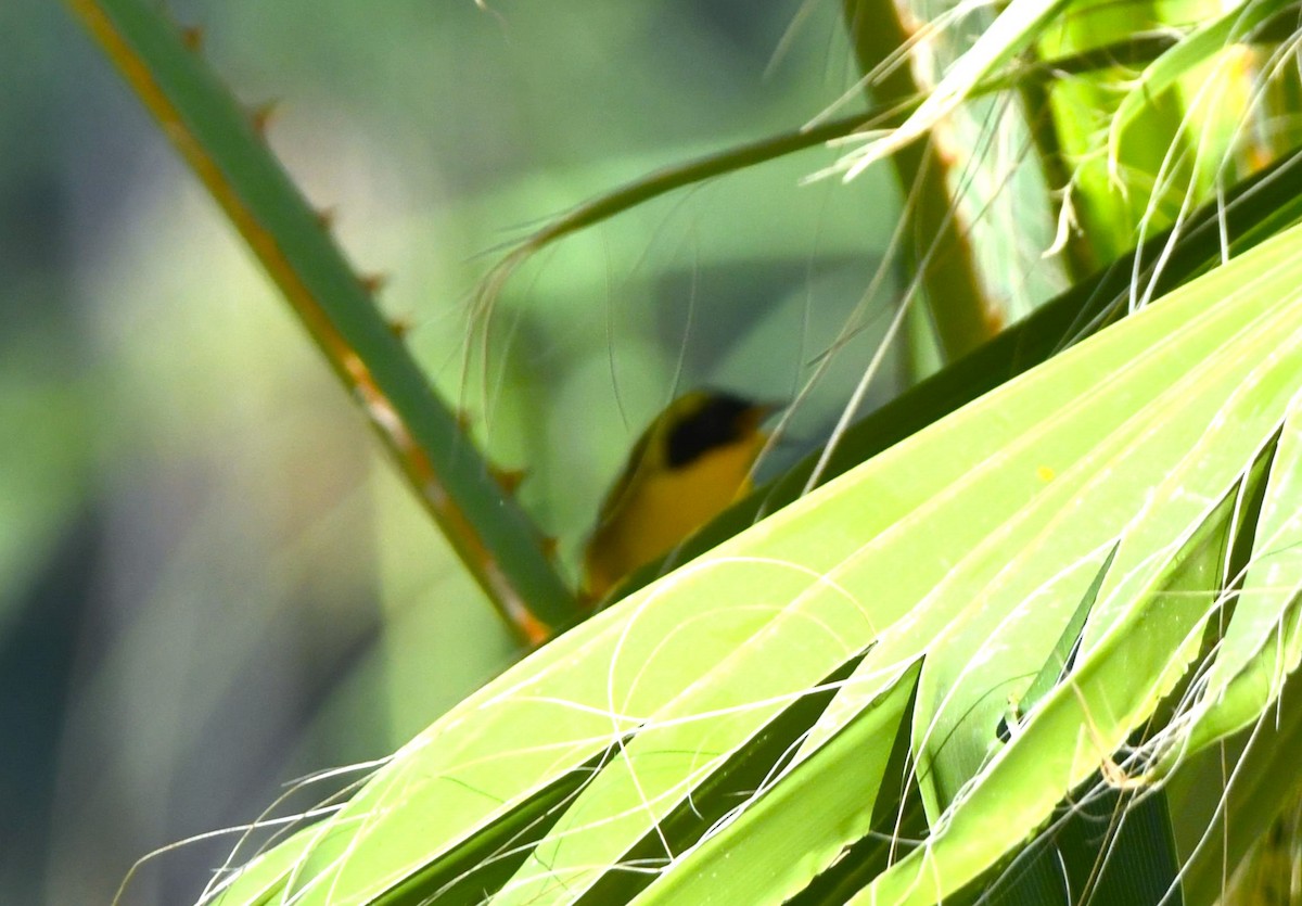 Belding's Yellowthroat - ML625276165