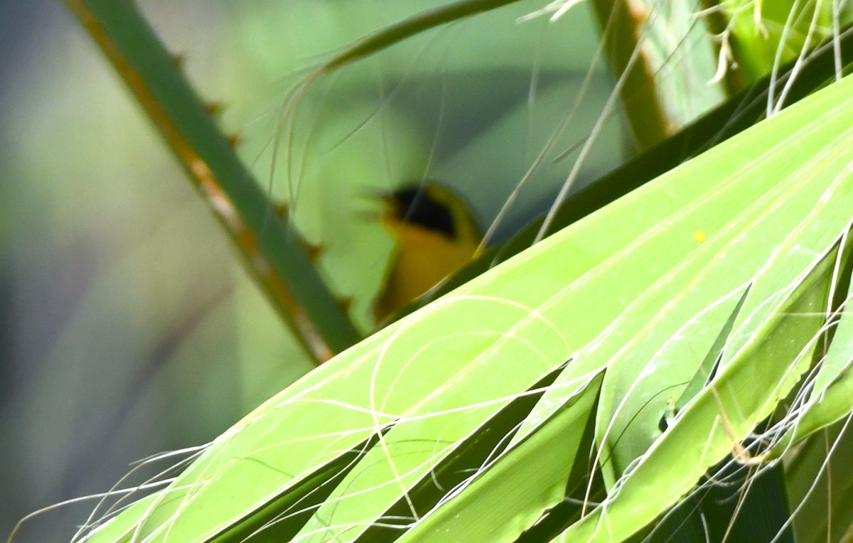 Belding's Yellowthroat - ML625276167