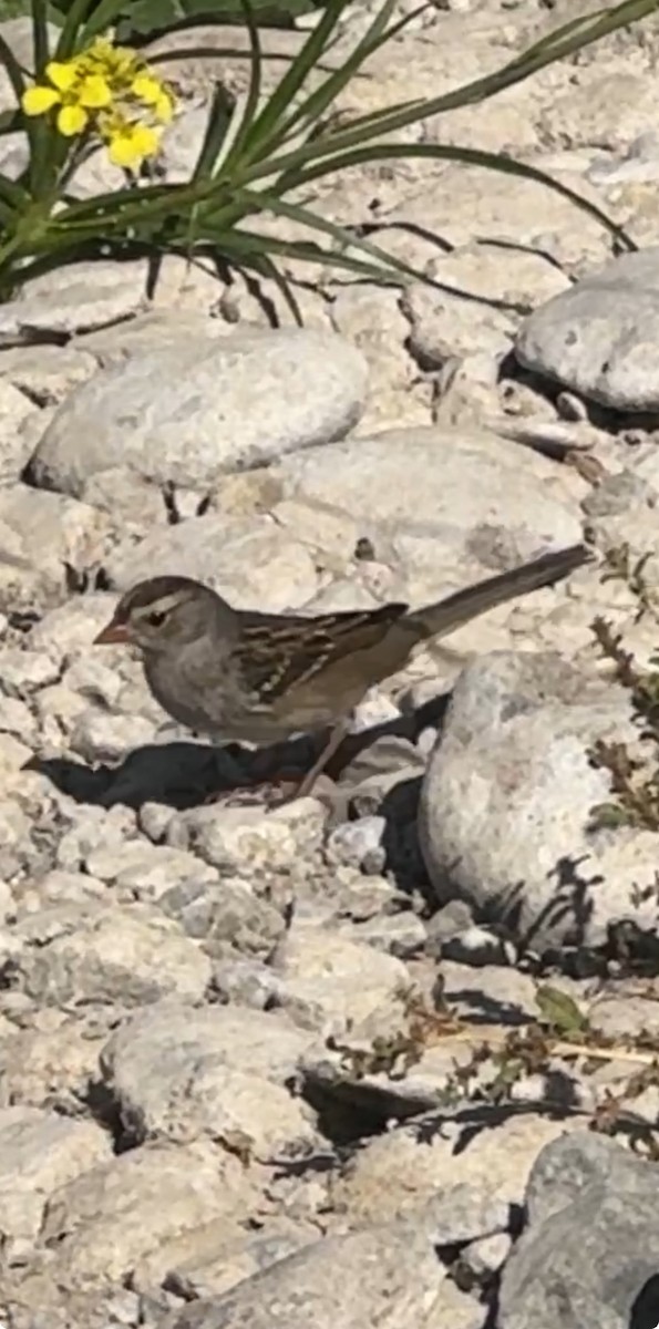 White-crowned Sparrow - ML625276174