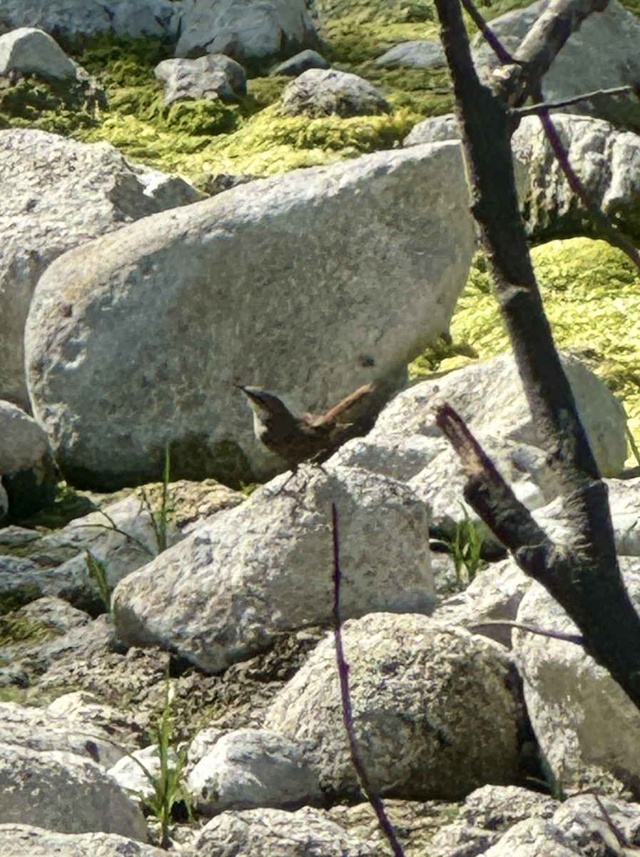 Canyon Wren - ML625276205