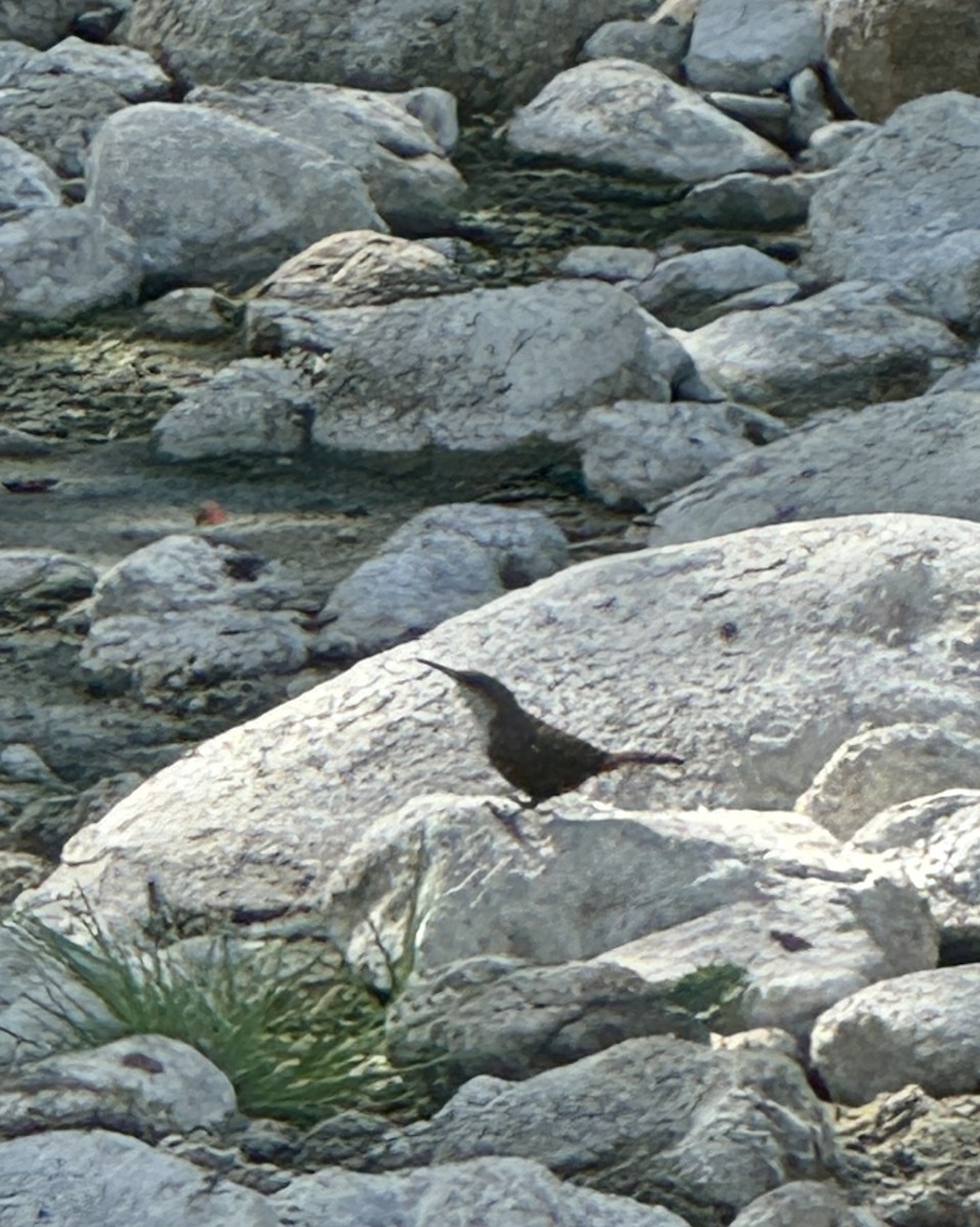 Canyon Wren - ML625276206