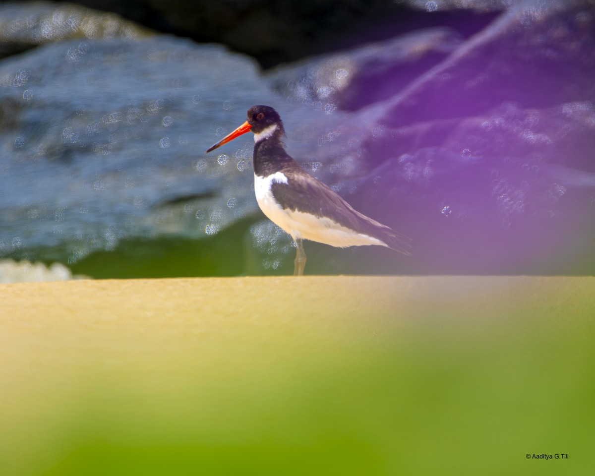 Eurasian Oystercatcher - ML625276221