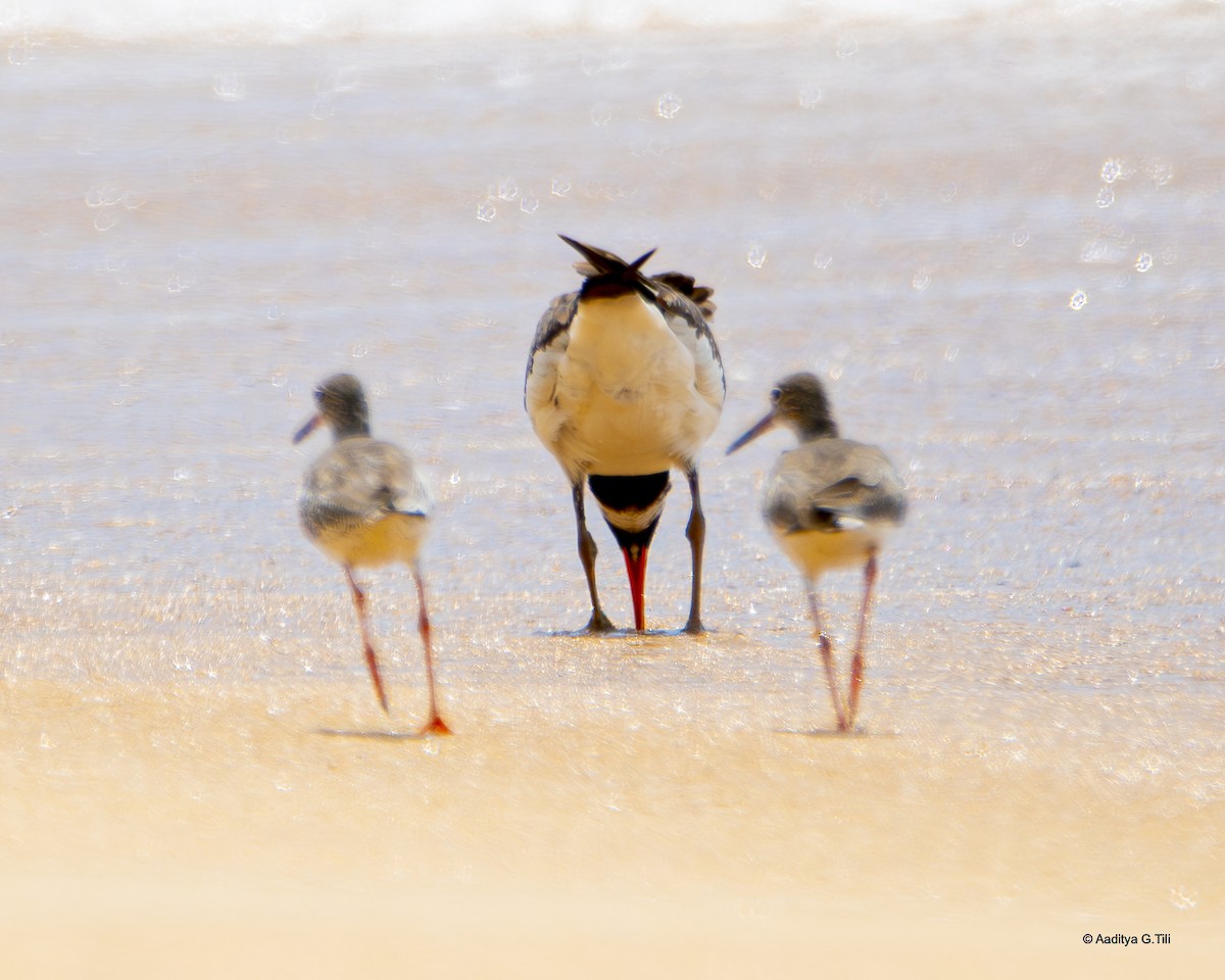 Eurasian Oystercatcher - ML625276222