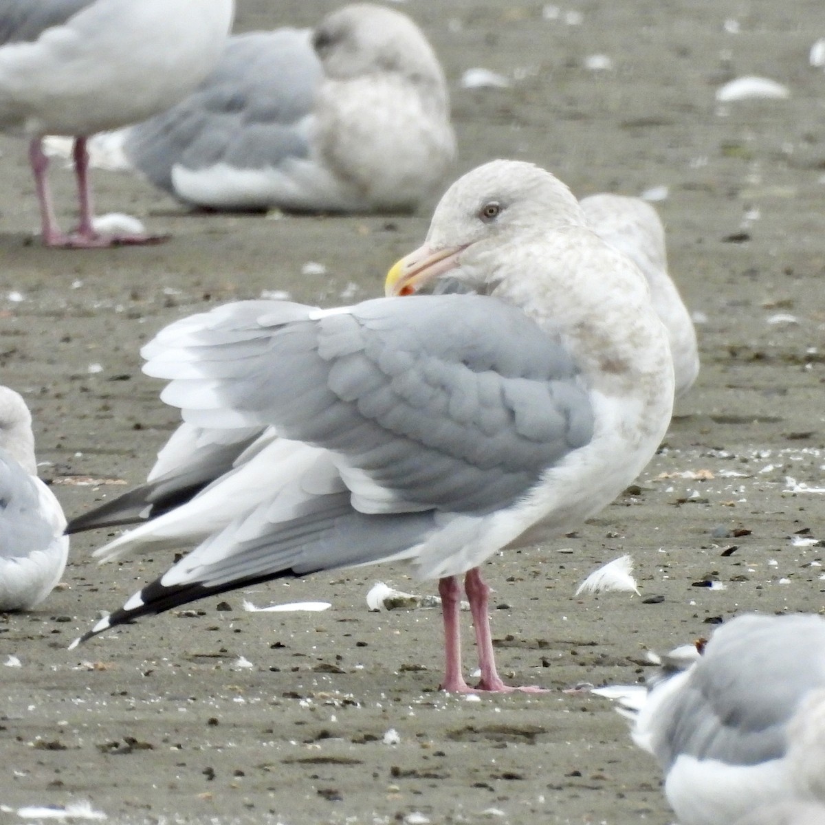 American Herring x Glaucous-winged Gull (hybrid) - ML625276375