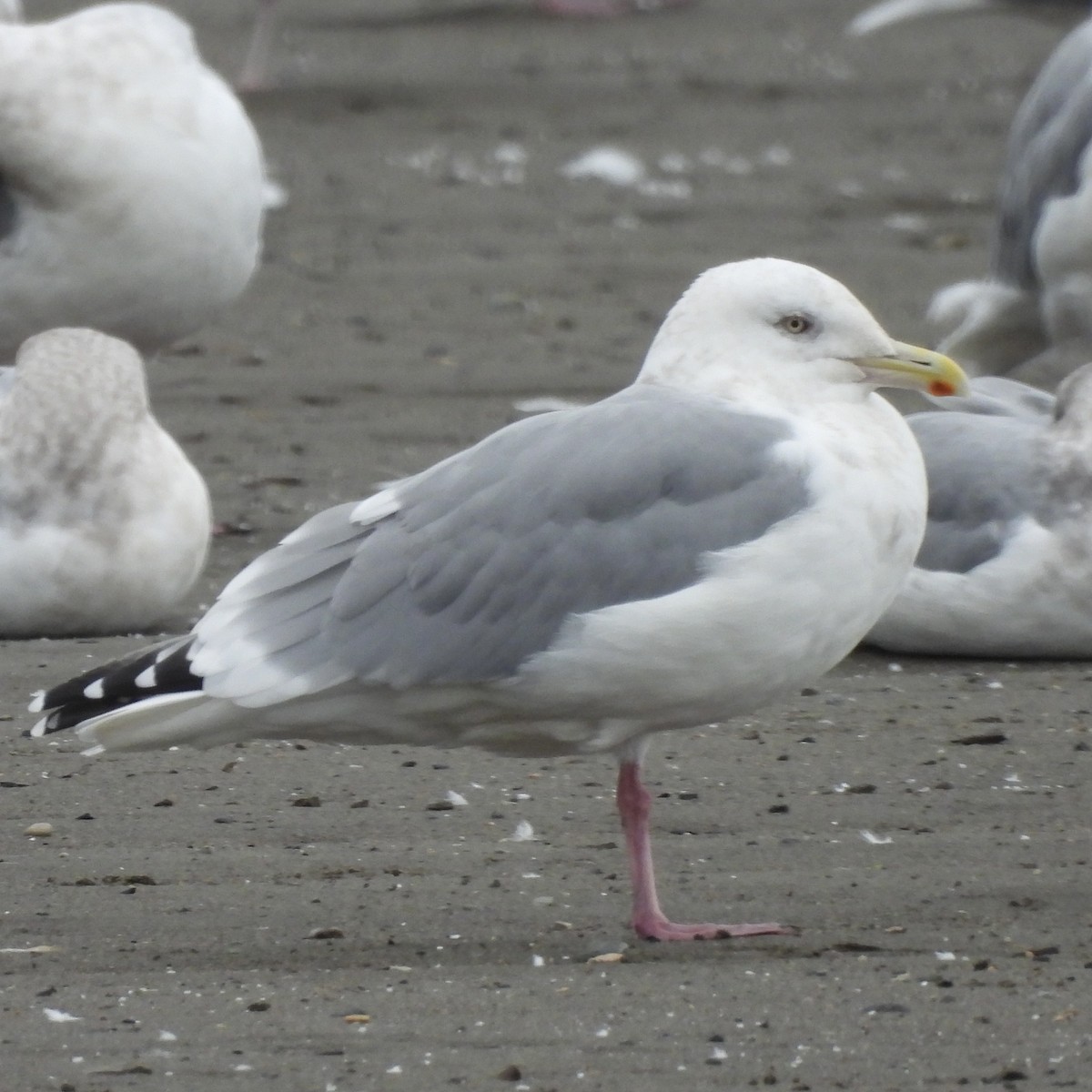 American Herring x Glaucous-winged Gull (hybrid) - ML625276376
