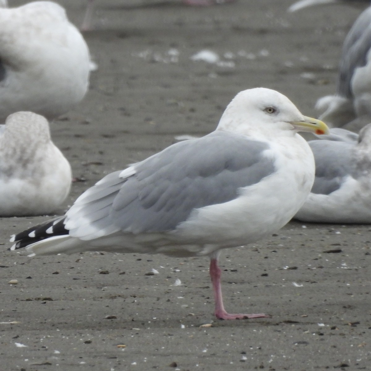 amerikagråmåke x gråvingemåke (hybrid) - ML625276376