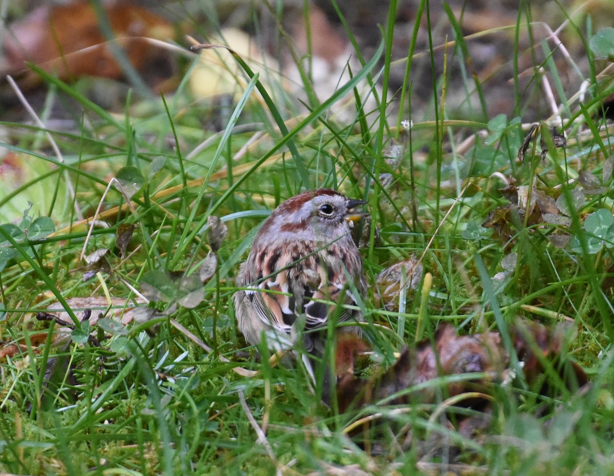 American Tree Sparrow - ML625276385