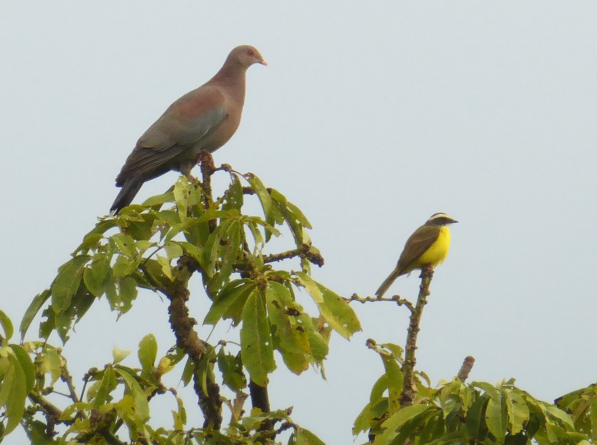 Red-billed Pigeon - ML625276386