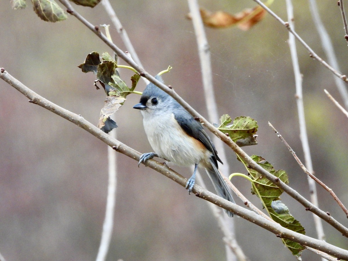 Tufted Titmouse - AiLeng Chan