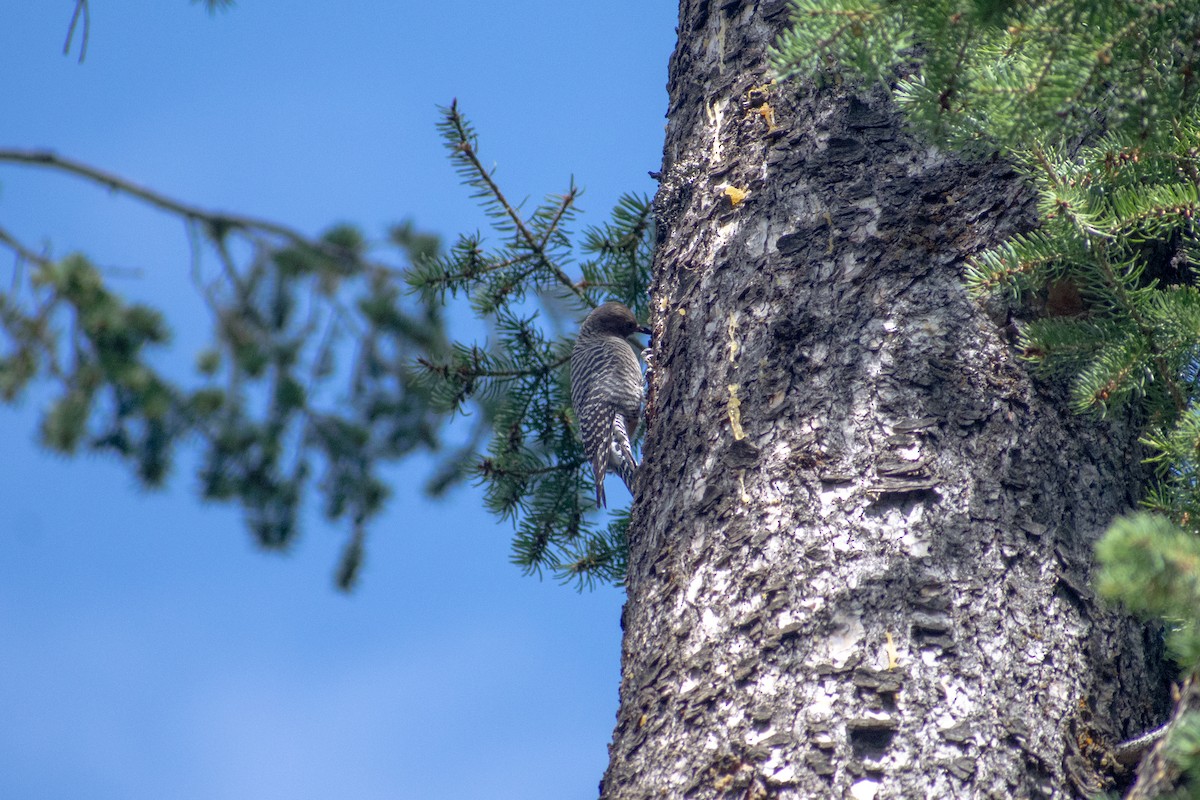 Williamson's Sapsucker - ML625276532