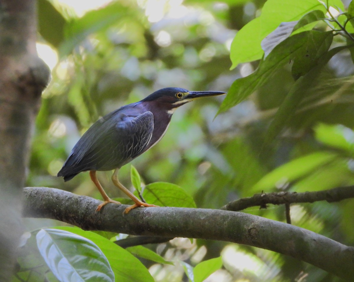 Green Heron - Gabriel Hernández