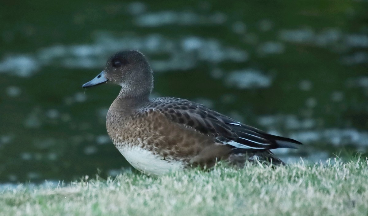 Canard d'Amérique - ML625276623