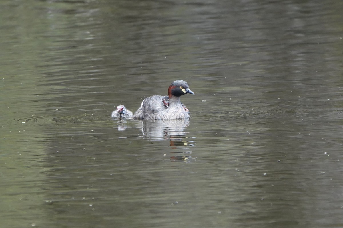 Australasian Grebe - ML625276735