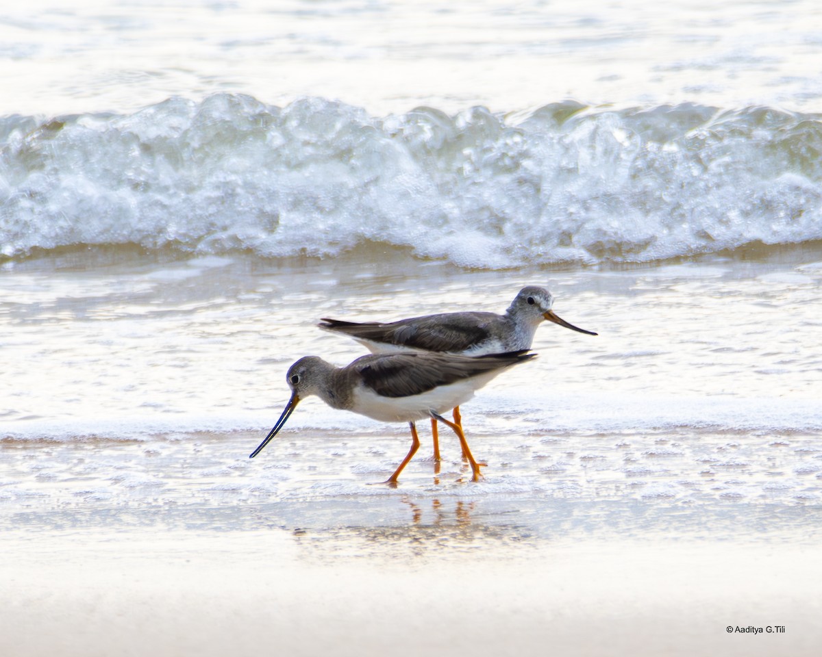 Terek Sandpiper - ML625276761