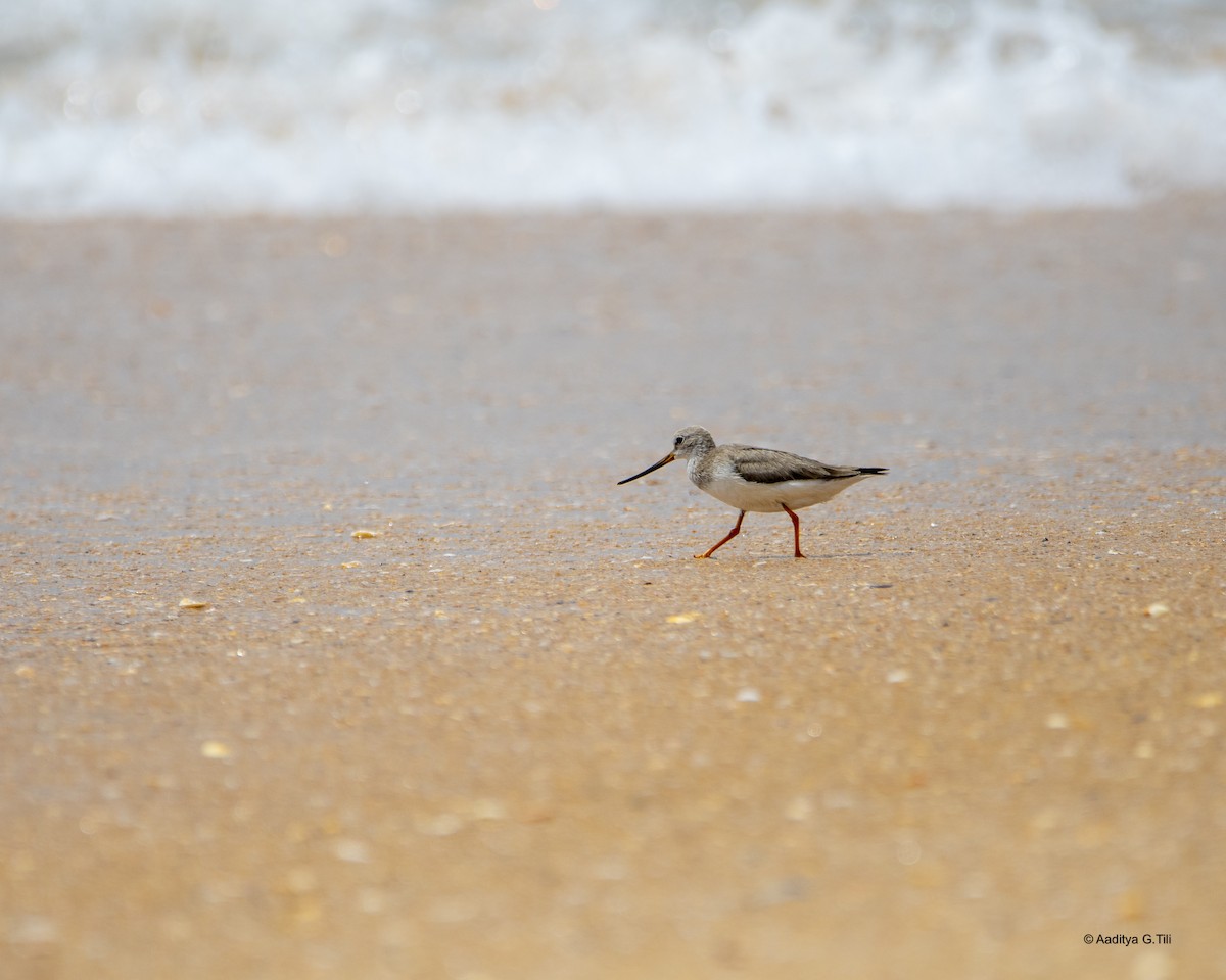 Terek Sandpiper - ML625276763