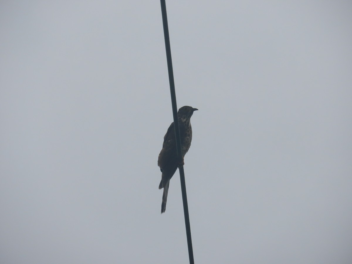 Large Hawk-Cuckoo - ML625276818