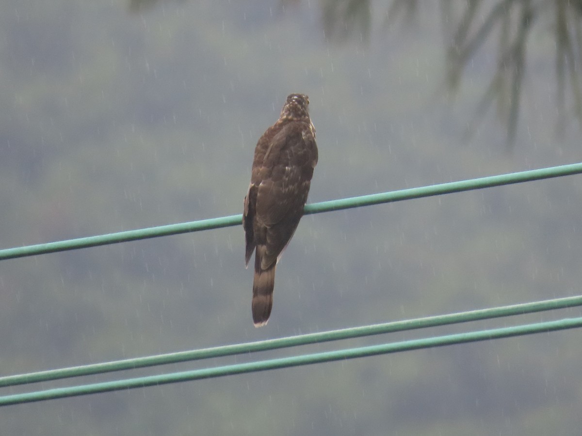 Large Hawk-Cuckoo - ML625276819