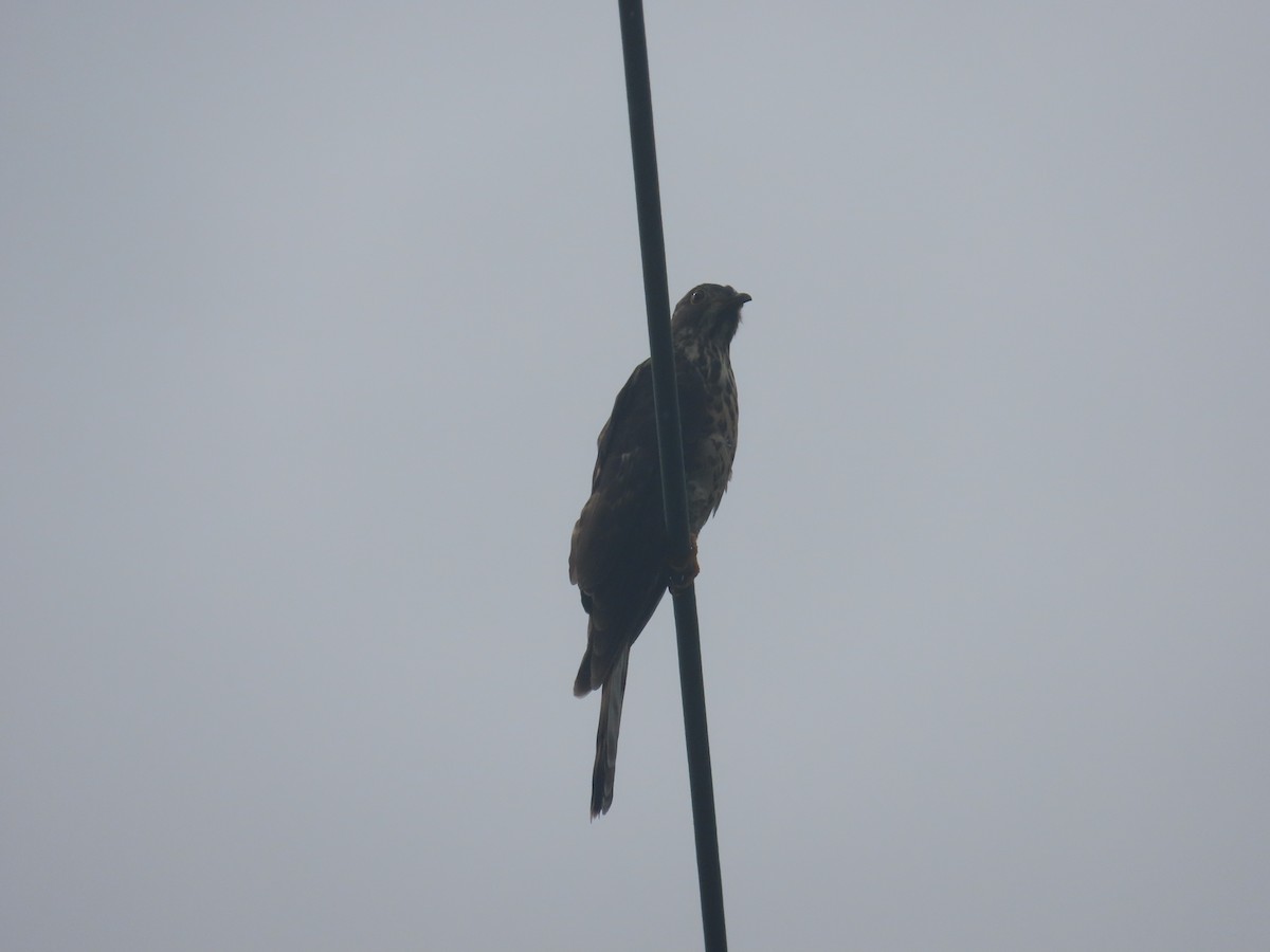 Large Hawk-Cuckoo - ML625276820