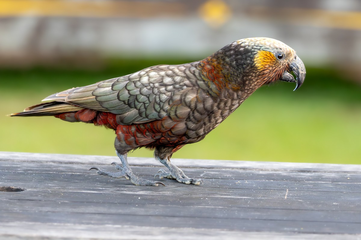 New Zealand Kaka - ML625276912