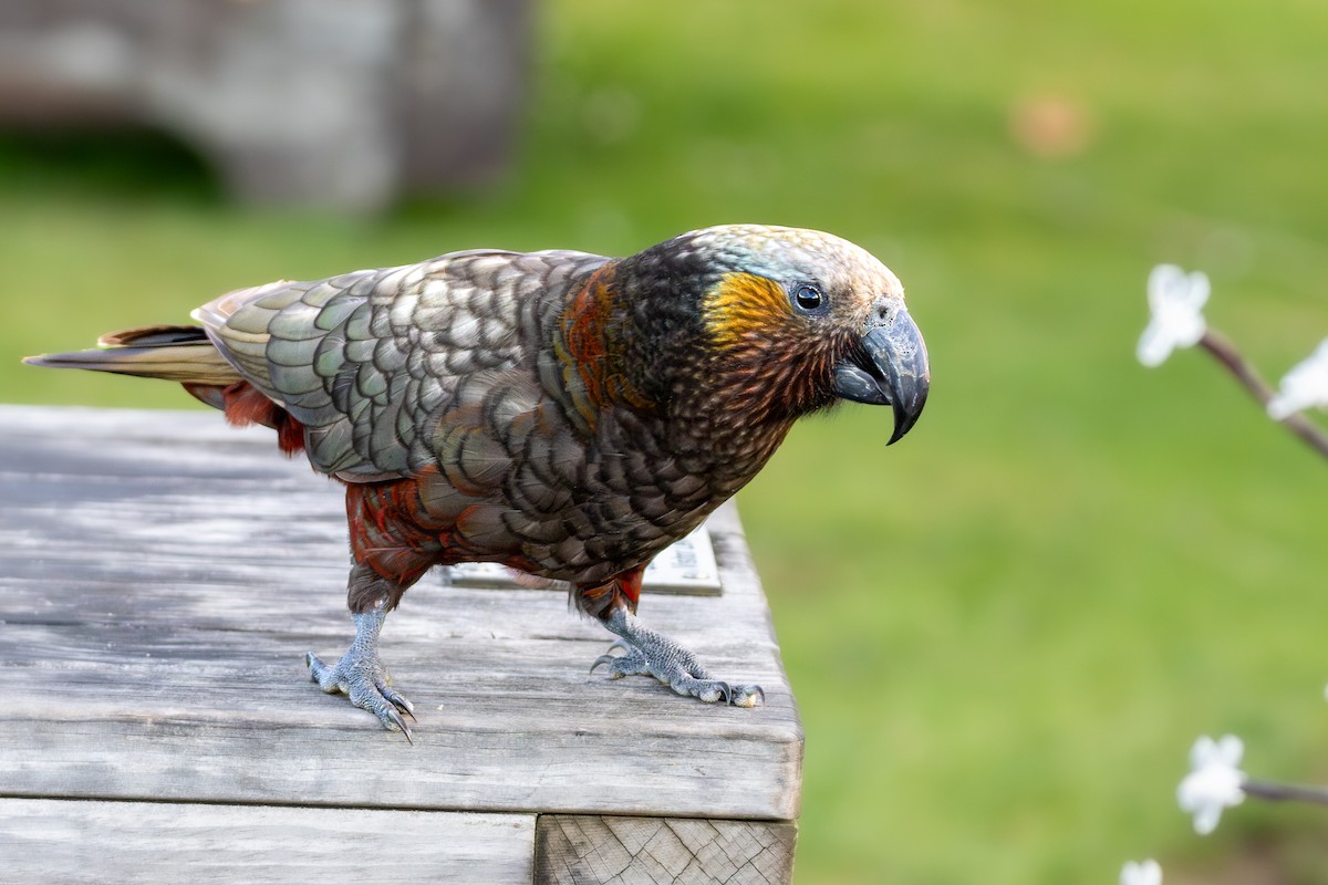 New Zealand Kaka - ML625276914