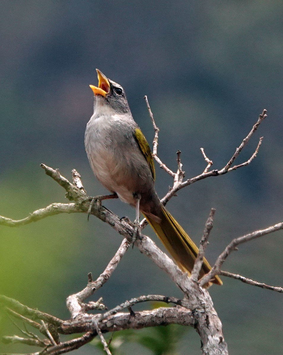 Pale-throated Pampa-Finch - ML625276920