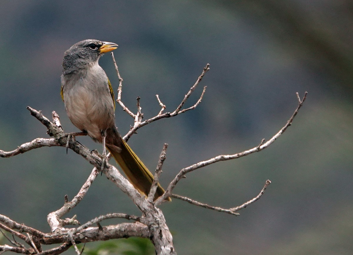 Pale-throated Pampa-Finch - Diane Drobka