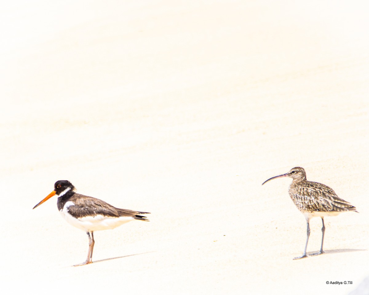 Eurasian Oystercatcher - ML625276931